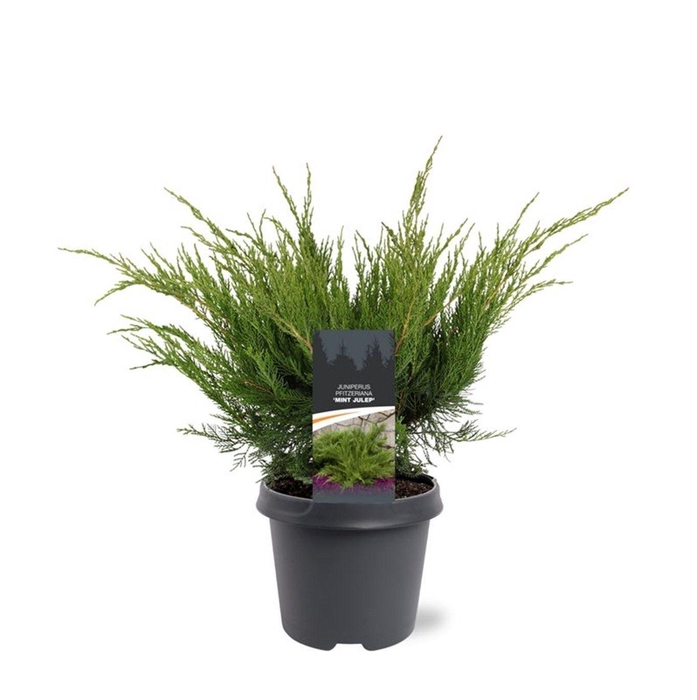 <h4>Juniperus x pfitzeriana Mint Julep</h4>
