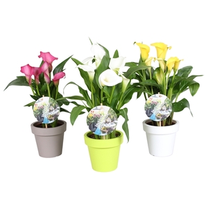 Zantedeschia gemengd Calla mix in Lofly pot