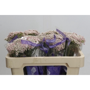 Ozothamnus Cooks Tall Pink