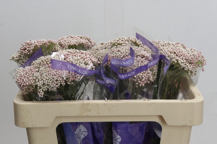 <h4>Ozothamnus Cooks Pink</h4>