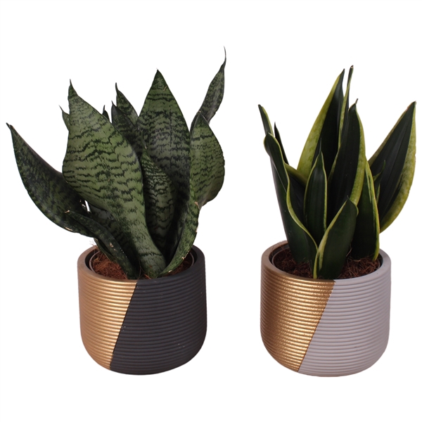 <h4>Sansevieria mix Ø12cm in Ø14cm Ceramic PL468</h4>