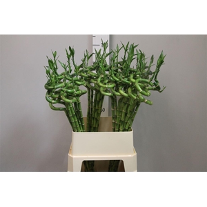 Drac Lucky Bamboo 100cm