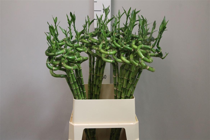<h4>Drac Lucky Bamboo 100cm</h4>