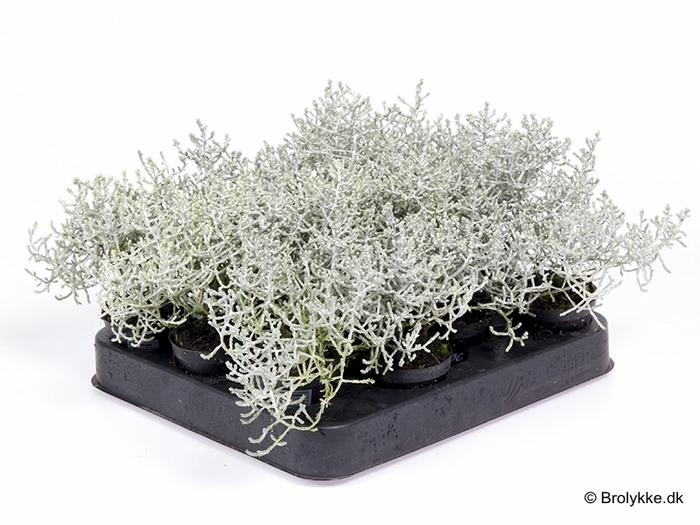 <h4>CALOCEPHALUS BROWNII</h4>