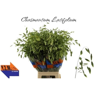 CHASM LATIFOLIUM
