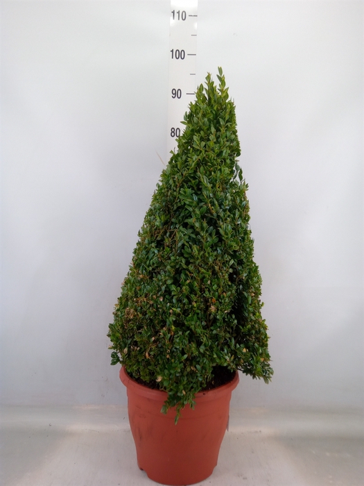 <h4>Buxus semp.   ...</h4>