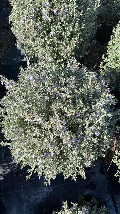 <h4>TEUC FRUTICANS</h4>