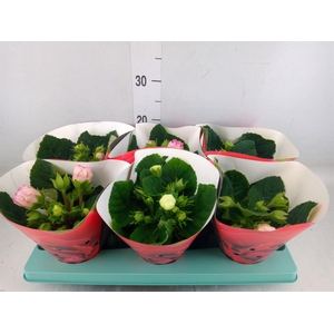 Sinningia  'Sonata'   ...mix