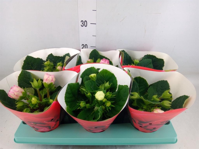 <h4>Sinningia  'Sonata'   ...mix</h4>