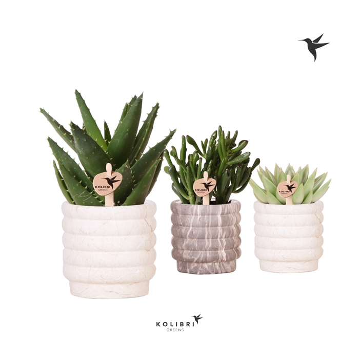 <h4>Kolibri Greens Succulenten mix in Marble pot mix</h4>