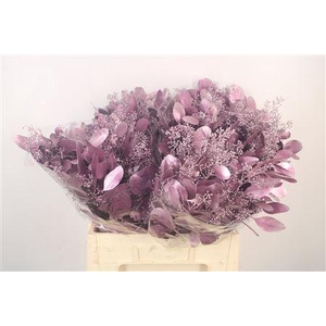 Euca Populus Berry V Purple Metallic