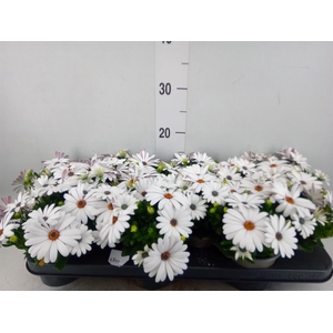 Osteospermum  'Margarita Cream'