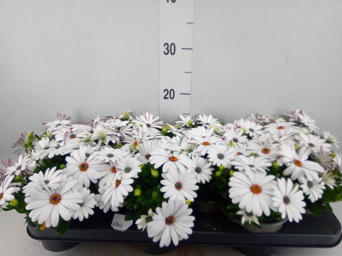 <h4>Osteospermum  'Margarita Cream'</h4>