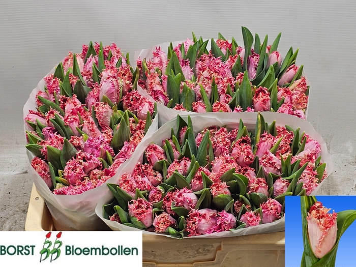 <h4>TU FR ZARAGOZA</h4>