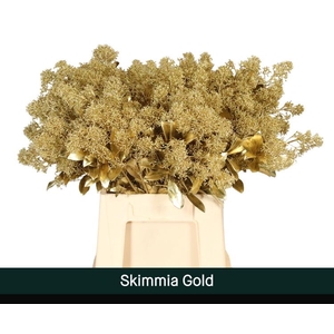 Skimmia paint gold