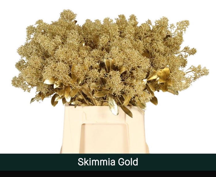 <h4>Skimmia paint gold</h4>