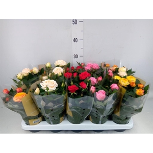 Rosa  'Kordana Grande'   ...mix