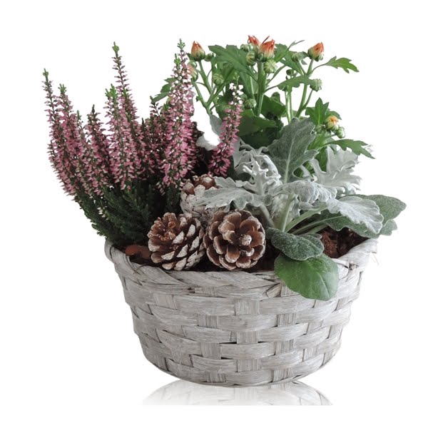 <h4>Collectie Jakarta Arrangement in mand 19 cm</h4>