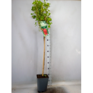 Ribes rubrum