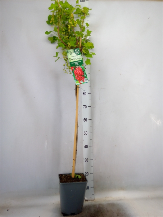<h4>Ribes rubrum</h4>