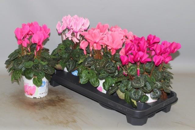 <h4>CYCL GR SUP XL</h4>