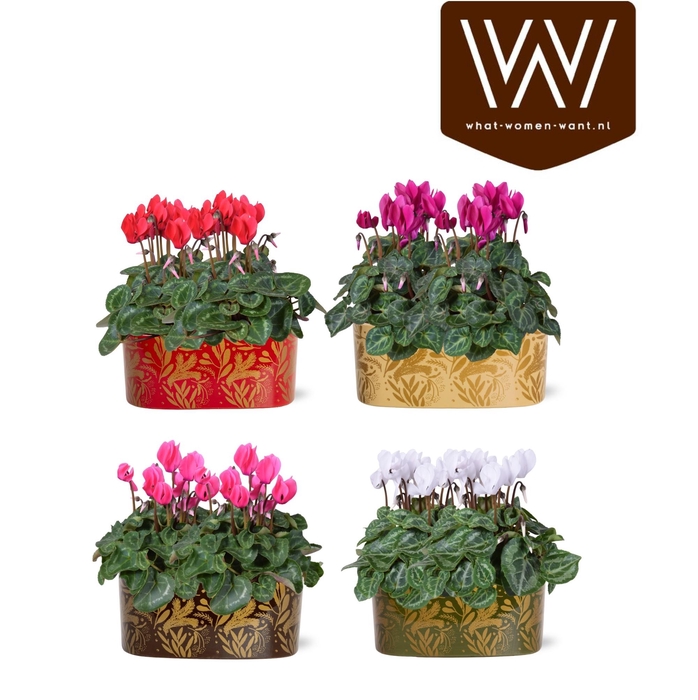 <h4>Collectie "Tasty Bubble" Cyclaam mix in Jenn ovaal Keramiek</h4>