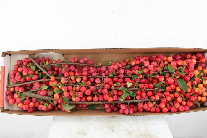 <h4>MALUS RED SENTINEL 60CM</h4>