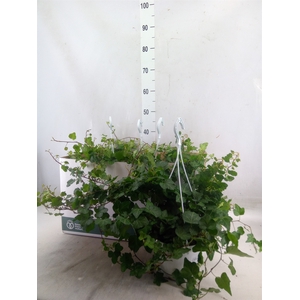 Hedera helix 'Wonder'