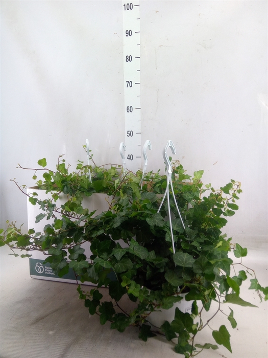 <h4>Hedera helix 'Wonder'</h4>