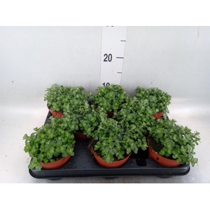Helichrysum mic. 'Silver Mist'