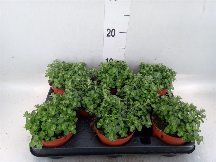 <h4>Helichrysum mic. 'Silver Mist'</h4>