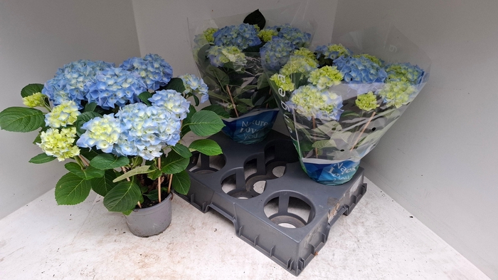 <h4>HYDR M BLAUER ZWERG</h4>