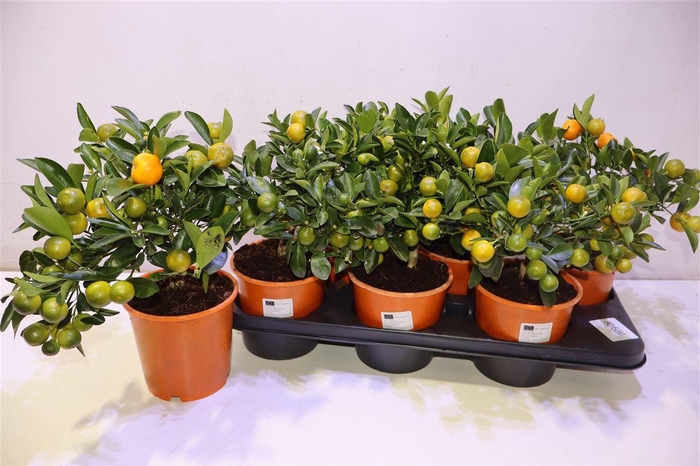 <h4>Citr Microcarpa</h4>