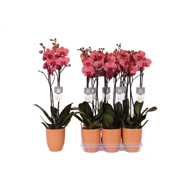 <h4>Phalaenopsis Narbonne, 2-spike Orange Ceramics</h4>