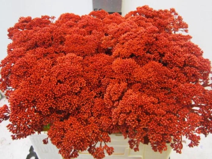 Sedum Rood