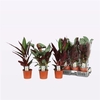 Calathea gemengd 3 soorten