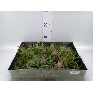 Tillandsia