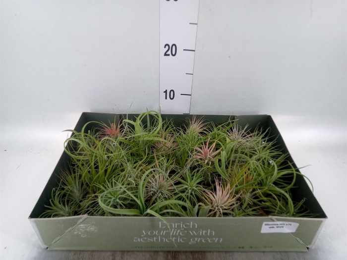 <h4>Tillandsia</h4>