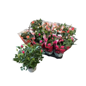 RO KORDANA GEM 5 SRT