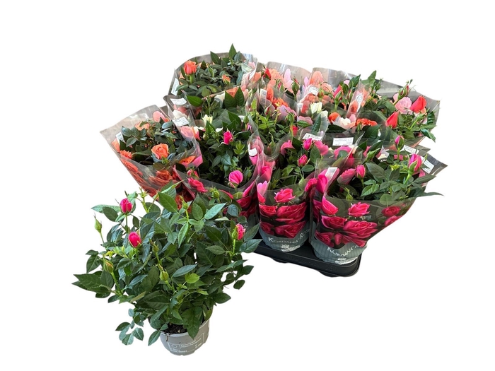 <h4>RO KORDANA GEM 5 SRT</h4>