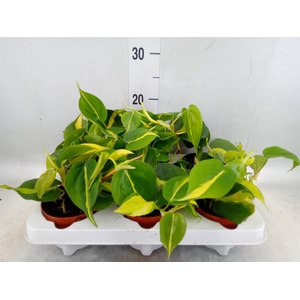 Philodendron scand. 'Brasil'