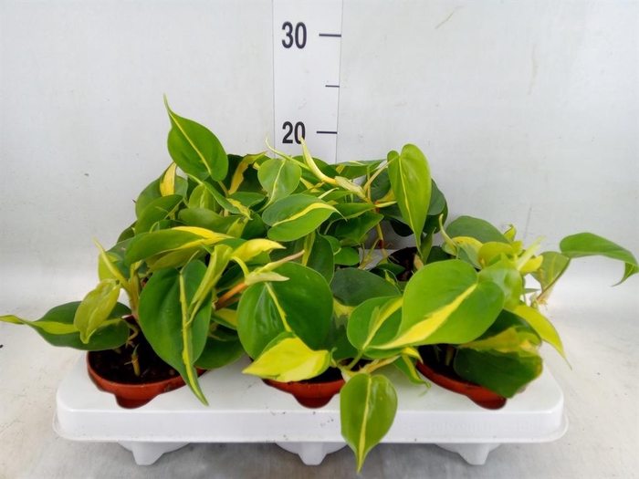 <h4>Philodendron scand. 'Brasil'</h4>
