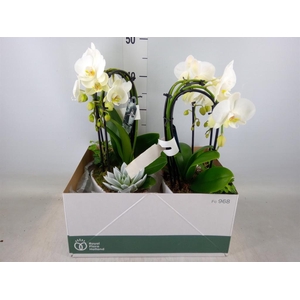 Phalaenopsis  'Elegant Cascade'