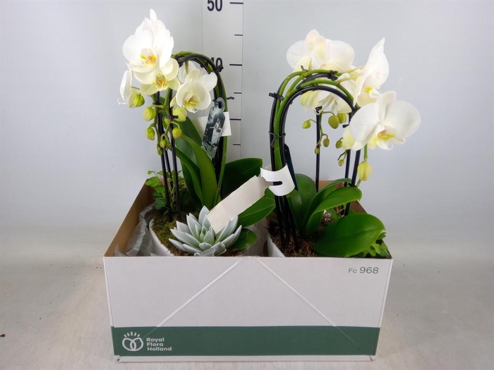 <h4>Phalaenopsis  'Elegant Cascade'</h4>