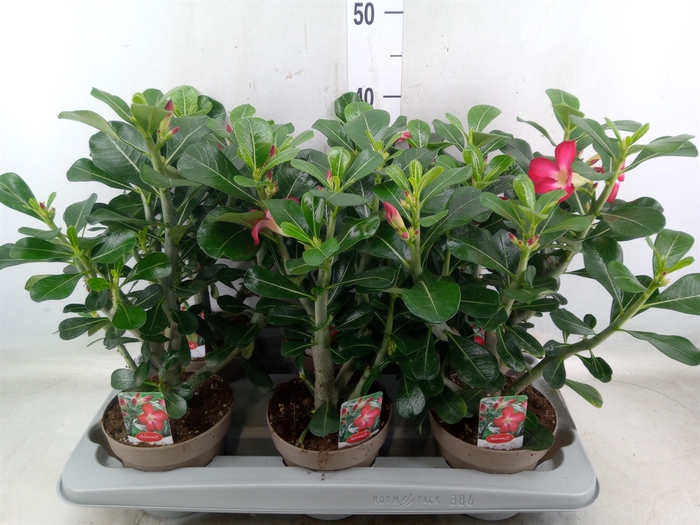 <h4>Adenium obesum 'Anouk'</h4>