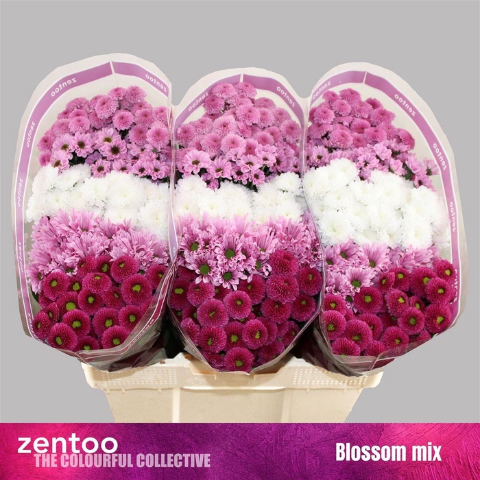 <h4>Chr S Gem Blossom</h4>