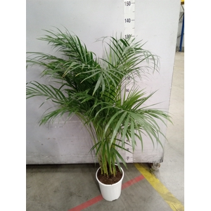 Dypsis lutescens   ...Chrysalidoca