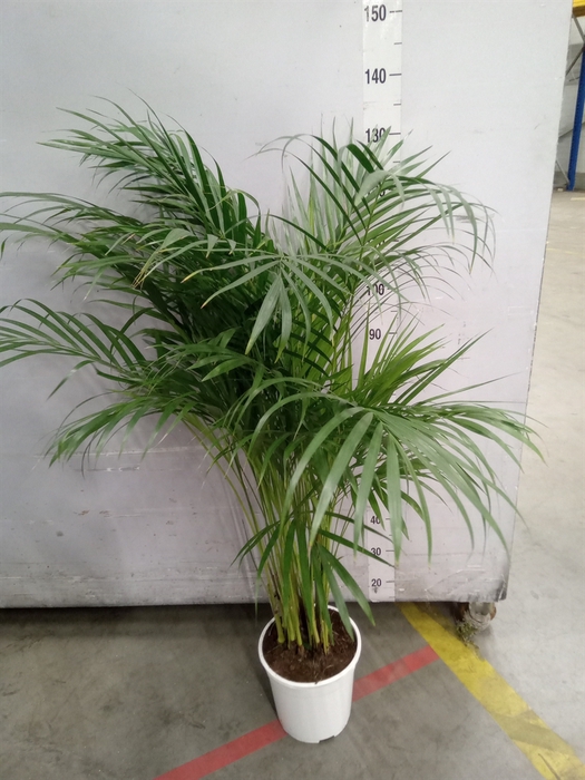 <h4>Dypsis lutescens   ...Chrysalidoca</h4>