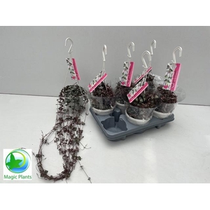 CEROPEGIA WOODII SUP