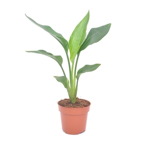 Strelitzia reg.   ...no flowers